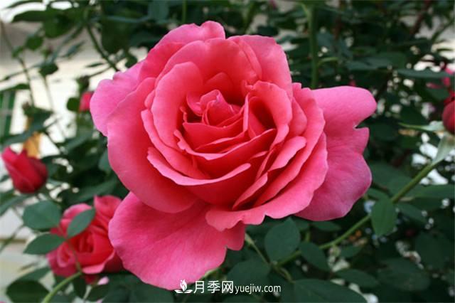 冬天月季易生??？做好3件事，健康茁壯開(kāi)爆盆(圖1)
