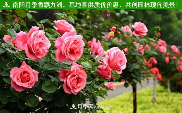 陜西樹(shù)狀月季基地(圖2)