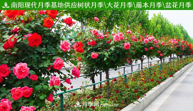 棒棒糖月季樹(shù)和樹(shù)樁月季有什么區別？(圖2)
