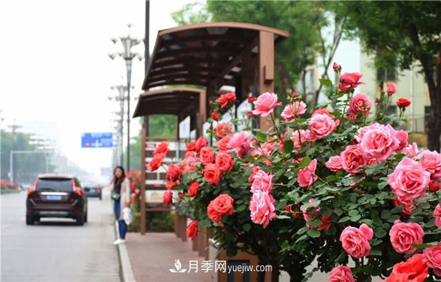 河北3公分樹(shù)狀月季，大花品種批發(fā)(圖1)