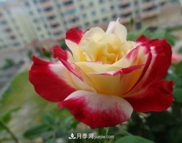 盆栽大花月季什么時(shí)間修剪比較好？(圖1)