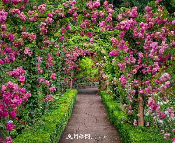 藤本月季該如何種植？多久可以長(cháng)成月季花墻？(圖1)