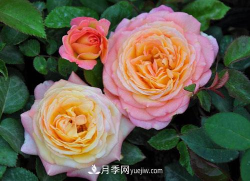 大花月季的施肥管理要點(diǎn)是什么？(圖1)