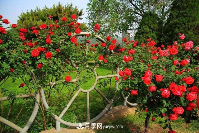 種植大花樹(shù)狀月季為什么要剪掉盲枝？(圖1)