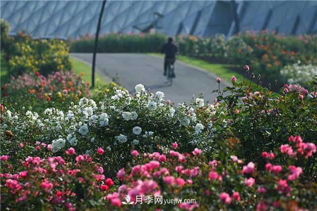 不畏嚴冬忘我綻放 上海辰山月季花開(kāi)不厭四時(shí)春(圖2)