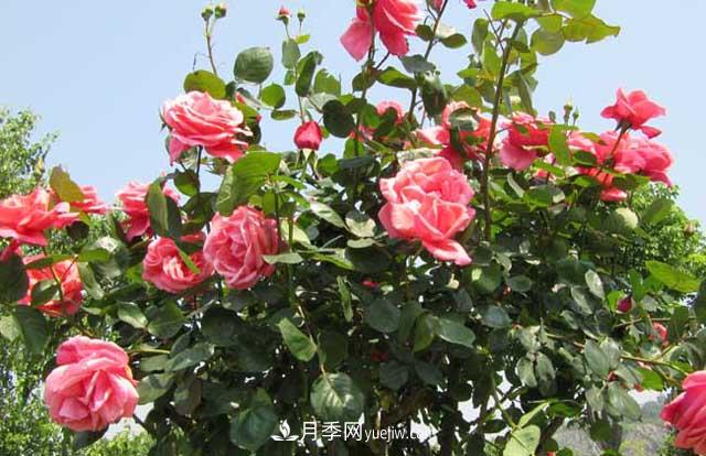一年長(cháng)占四時(shí)春—月季花，月季網(wǎng)帶你重新認識月季(圖2)