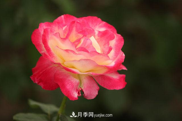 一年長(cháng)占四時(shí)春—月季花，月季網(wǎng)帶你重新認識月季(圖1)