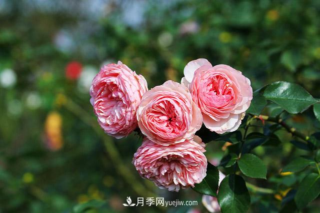 不畏嚴冬忘我綻放 上海辰山月季花開(kāi)不厭四時(shí)春(圖3)