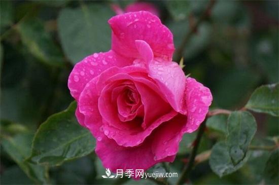 玫瑰和月季的區別(圖2)