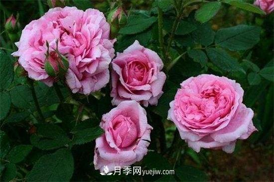 玫瑰和月季的區別(圖3)
