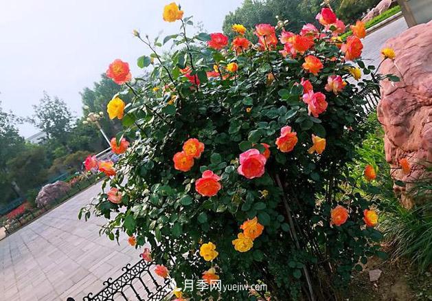 月季樹(shù)年年開(kāi)花滿(mǎn)枝頭，遠遠一看像棒棒糖(圖2)