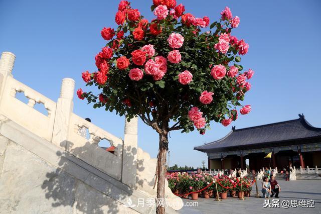 月季樹(shù)年年開(kāi)花滿(mǎn)枝頭，遠遠一看像棒棒糖(圖1)