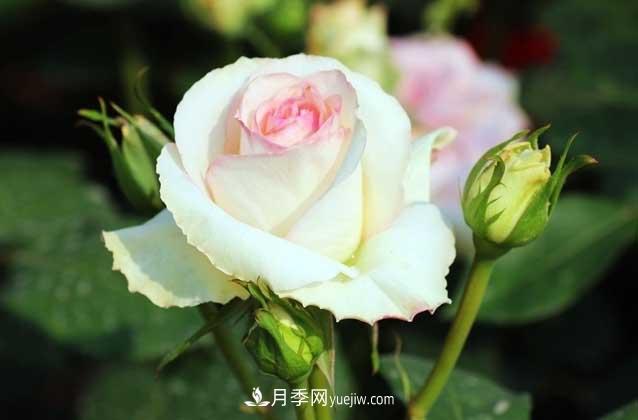 盆栽月季花怎么養？對環(huán)境有什么要求？(圖1)