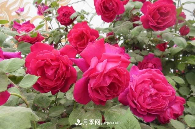 盆栽月季花怎么養？對環(huán)境有什么要求？(圖3)