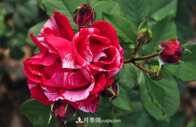 月季花葉子發(fā)黃怎么辦？種植前景如何？(圖1)