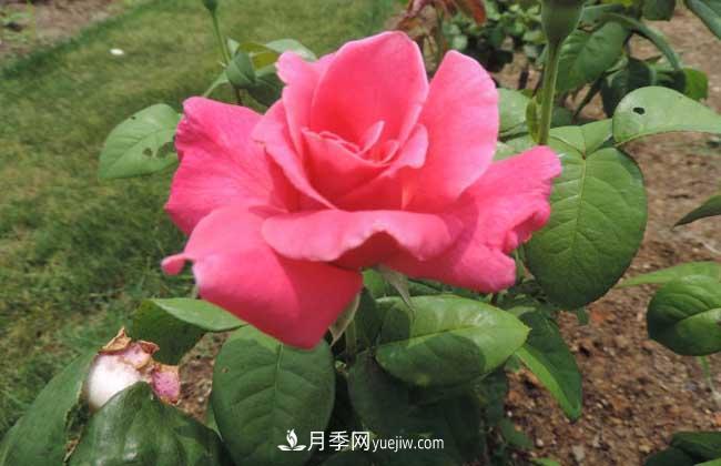 月季花葉子發(fā)黃怎么辦？種植前景如何？(圖2)