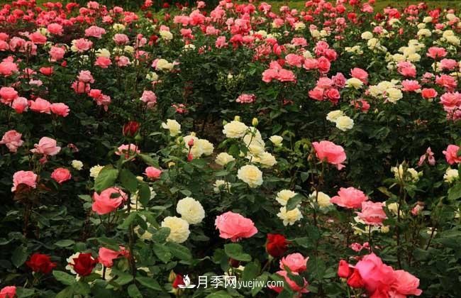 月季花葉子發(fā)黃怎么辦？種植前景如何？(圖5)