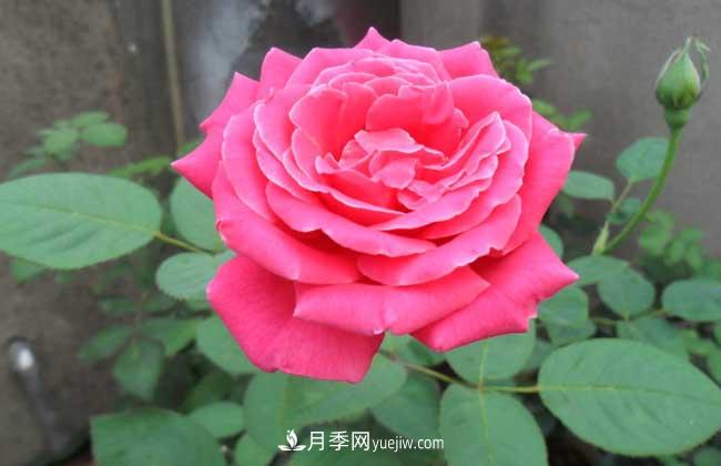 月季花葉子發(fā)黃怎么辦？種植前景如何？(圖4)