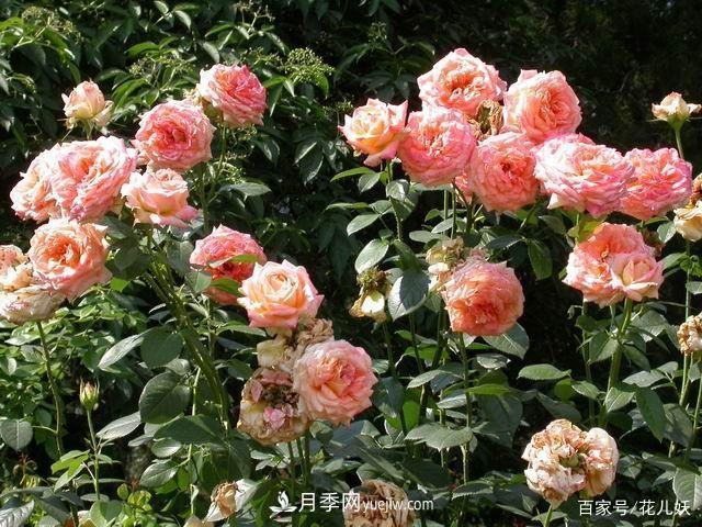 盆栽月季花掌握4個(gè)小技巧，長(cháng)得“花繁葉茂”不難！(圖1)