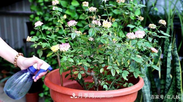 盆栽月季花掌握4個(gè)小技巧，長(cháng)得“花繁葉茂”不難！(圖2)