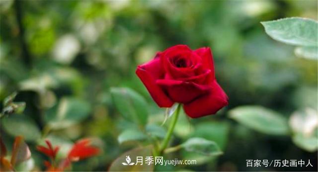玫瑰和月季怎么區分？***簡(jiǎn)單的方法是什么？(圖5)