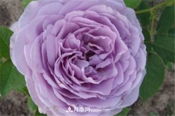藍色風(fēng)暴月季怎么養 需要注意什么(圖1)