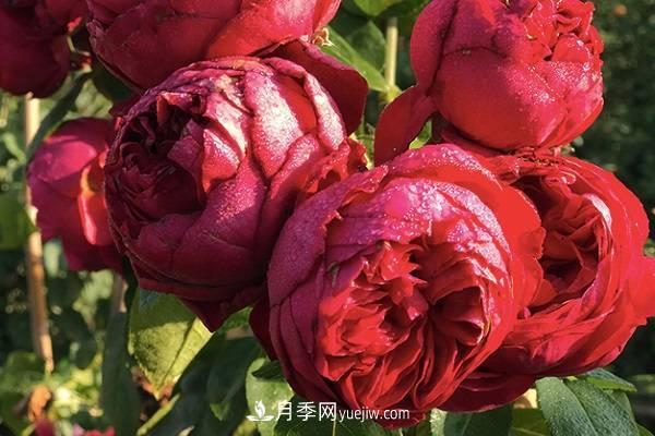 紅龍月季為什么花苞打不開(kāi) 要怎么解決(圖1)