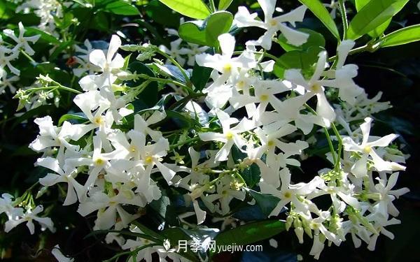 爬藤***快的花卉有哪些 爬藤月季簡(jiǎn)單好養長(cháng)的快(圖1)