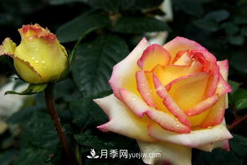 月季移栽時(shí)間及方法，剛移栽的月季怎么管理(圖2)
