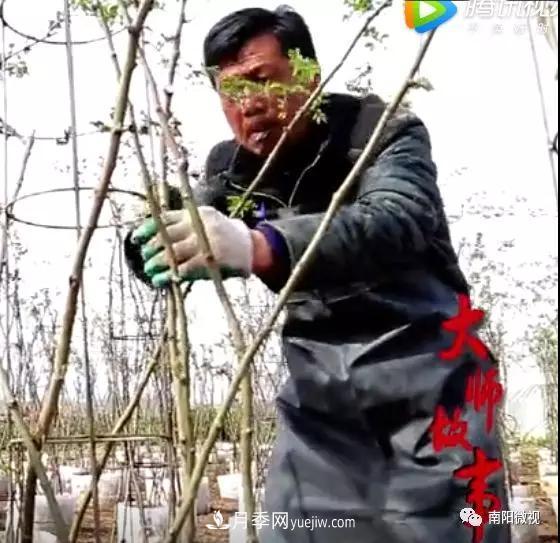 南陽(yáng)月季大師——劉玉(圖2)