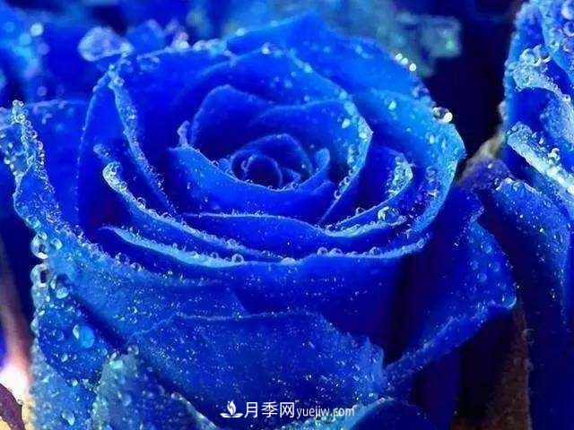 讓人既欣喜又傷感的花：藍色妖姬(圖1)