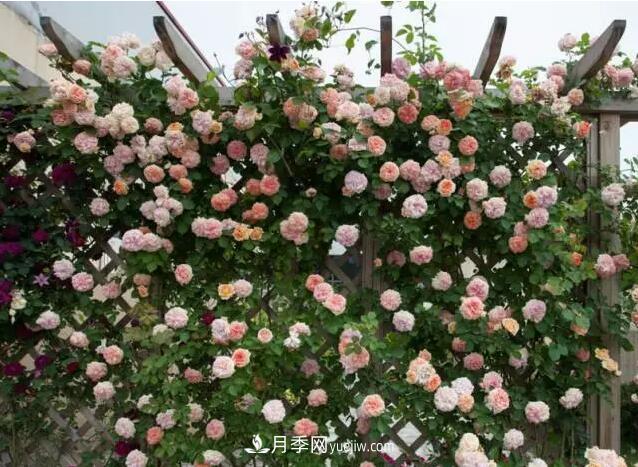 藤月如何選？這些經(jīng)典品種隨便種一棵，都能美爆你的花園(圖5)
