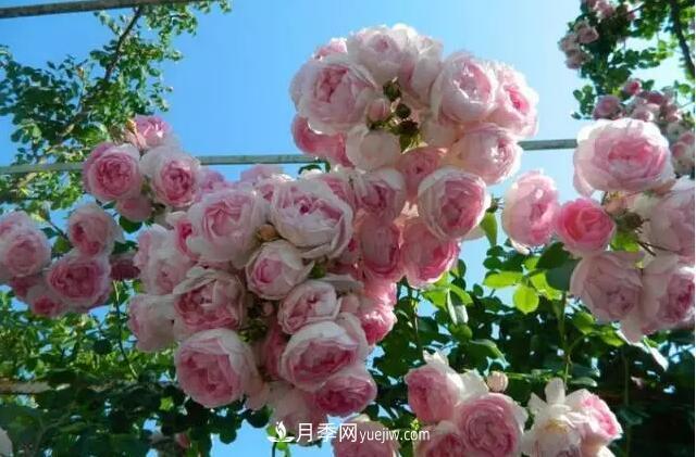 藤月如何選？這些經(jīng)典品種隨便種一棵，都能美爆你的花園(圖10)
