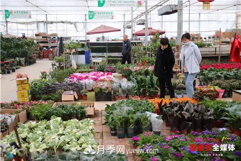 天寒花“艷” 泰安泰山區苗木花卉上市裝扮正當時(shí)(圖2)