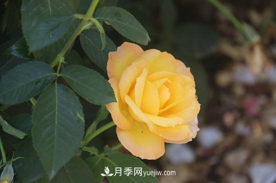 月季修剪，有舍才有得(圖1)