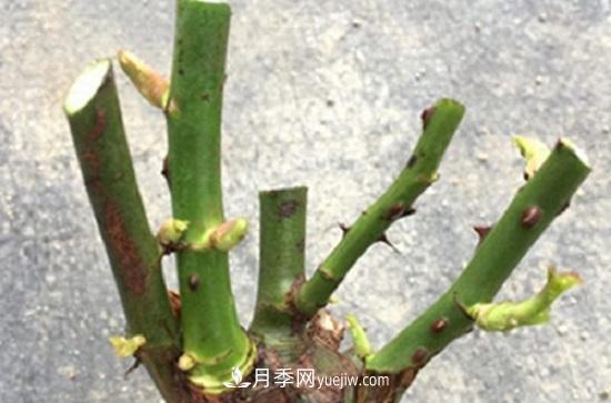 月季修剪，有舍才有得(圖3)