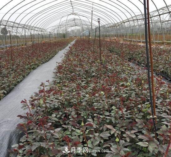 月季苗，南陽(yáng)月季小苗用于全國各地的月季繁育基地(圖3)