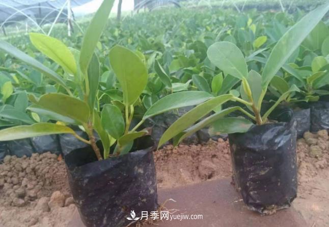 容器苗好成活，可如何做好容器苗的育苗？(圖1)