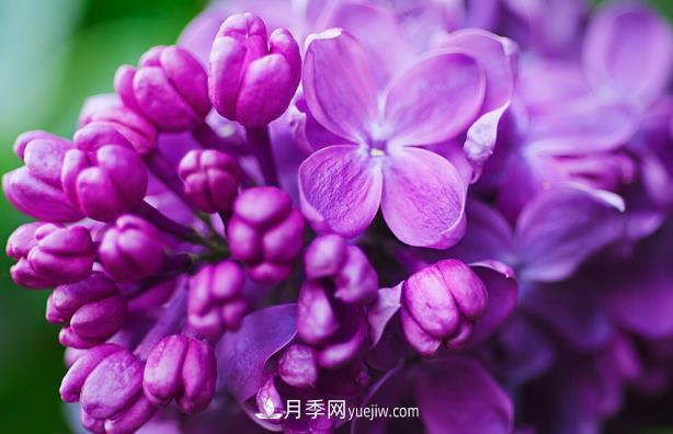 “世界丁香花園”桑給巴爾出口量增10倍，價(jià)格呢(圖1)