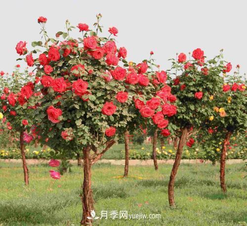 種養月季要從這幾個(gè)方面留意？花可以養好(圖1)
