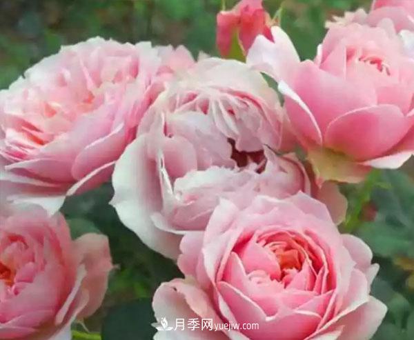 當月季出現盲芽的情況，花友們該如何養護？(圖1)
