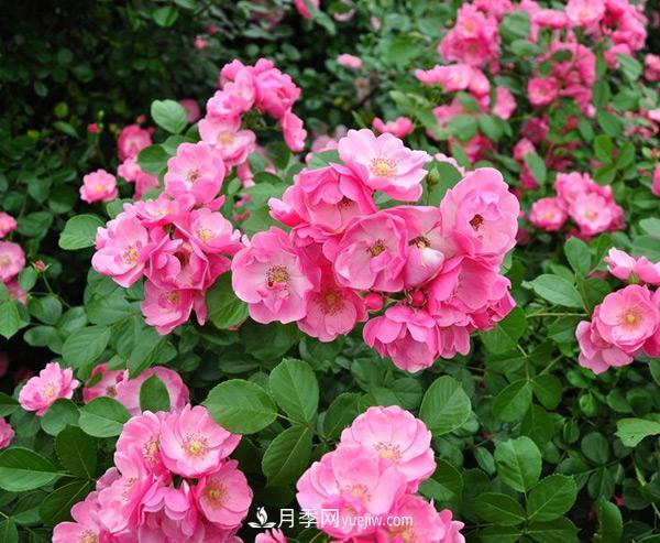樹(shù)狀月季造型多樣、簡(jiǎn)單易活性能是什么？(圖1)