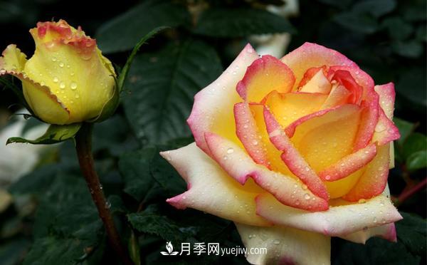 秋季養護大花月季管理容易犯的錯誤有哪些呢？(圖1)