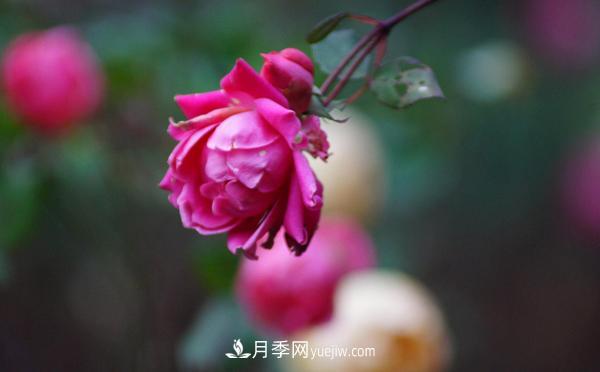 3公分月季總是深受人們的喜愛(ài)，原因是什么呢？(圖1)