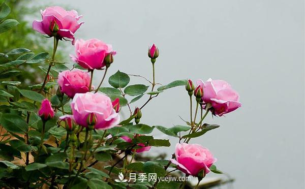在種植大花月季要滿(mǎn)足哪些條件？(圖1)