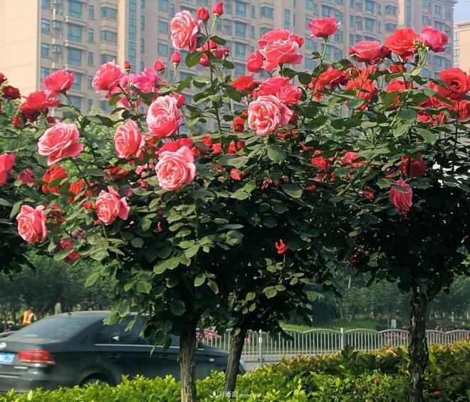 樹(shù)狀月季的種類(lèi)和特點(diǎn)是什么？(圖1)