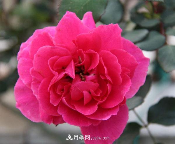 南陽(yáng)樹(shù)狀月季批發(fā)告訴你一些植物成長(cháng)的小常識！(圖1)