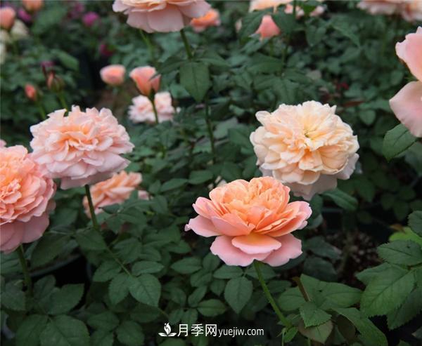 樹(shù)狀月季的常見(jiàn)種類(lèi)有哪些？(圖1)