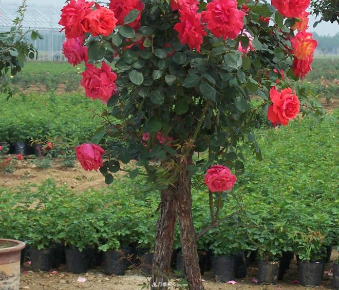 樹(shù)狀月季種植后開(kāi)花不大的原因在哪里和品種有關(guān)系嗎？(圖1)