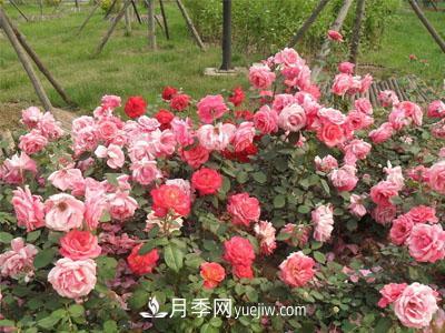 月季換盆怎么操作？換盆后經(jīng)常出現的問(wèn)題(圖1)